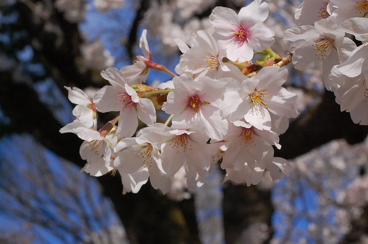 ���Î��u�T�����vweb�y�[�W