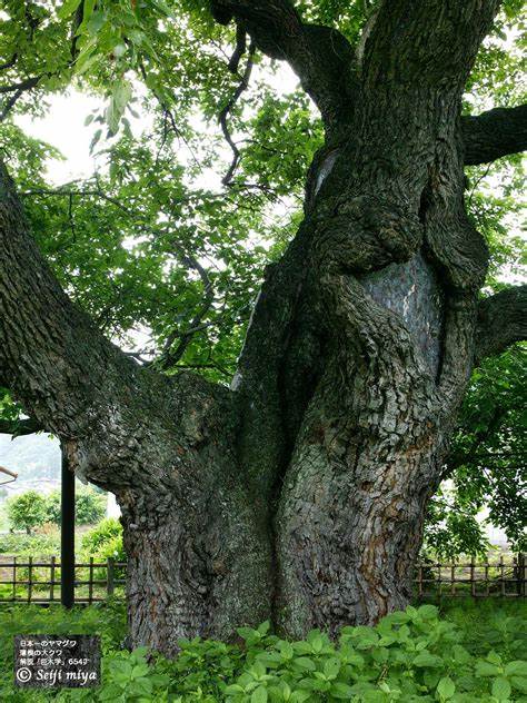 ���Î��u�T�����vweb�y�[�W