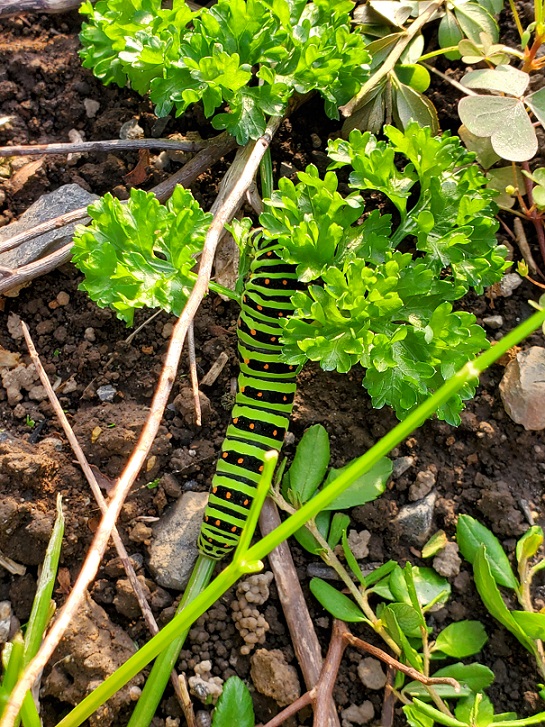 ���Î��u�T�����vweb�y�[�W