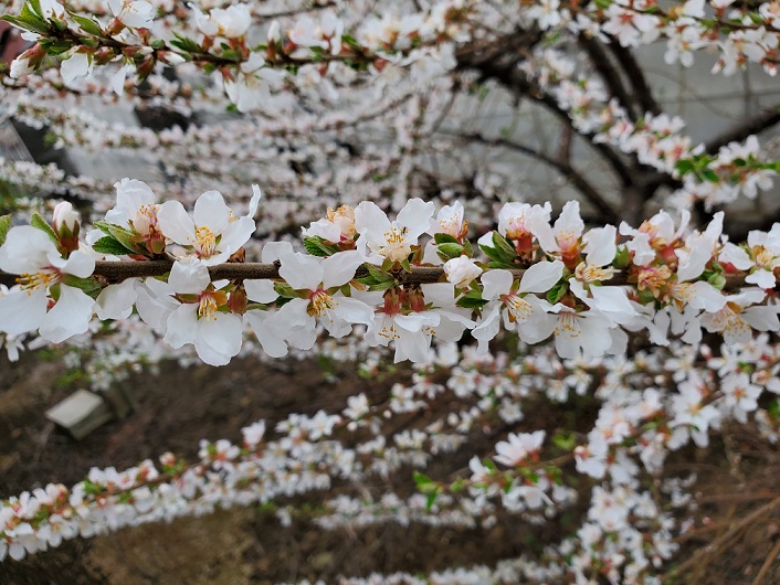 ���Î��u�T�����vweb�y�[�W