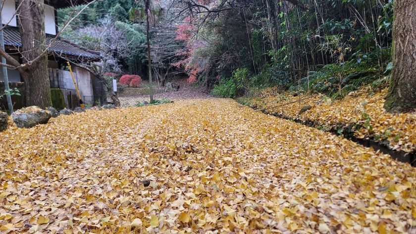 �܂����̌l���L�E���R�ɓo���Ă݂��B�i���Î��u�T�����vweb�y�[�W�j