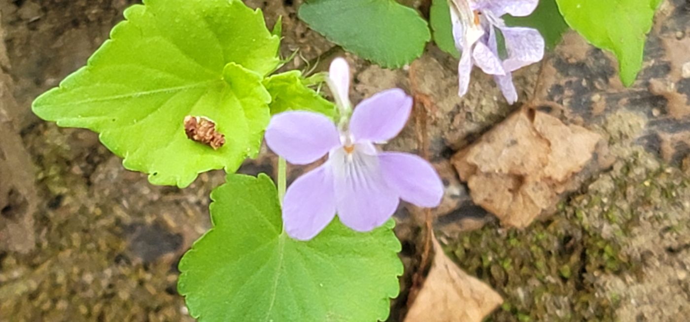 ���Î��u�T�����vweb�y�[�W