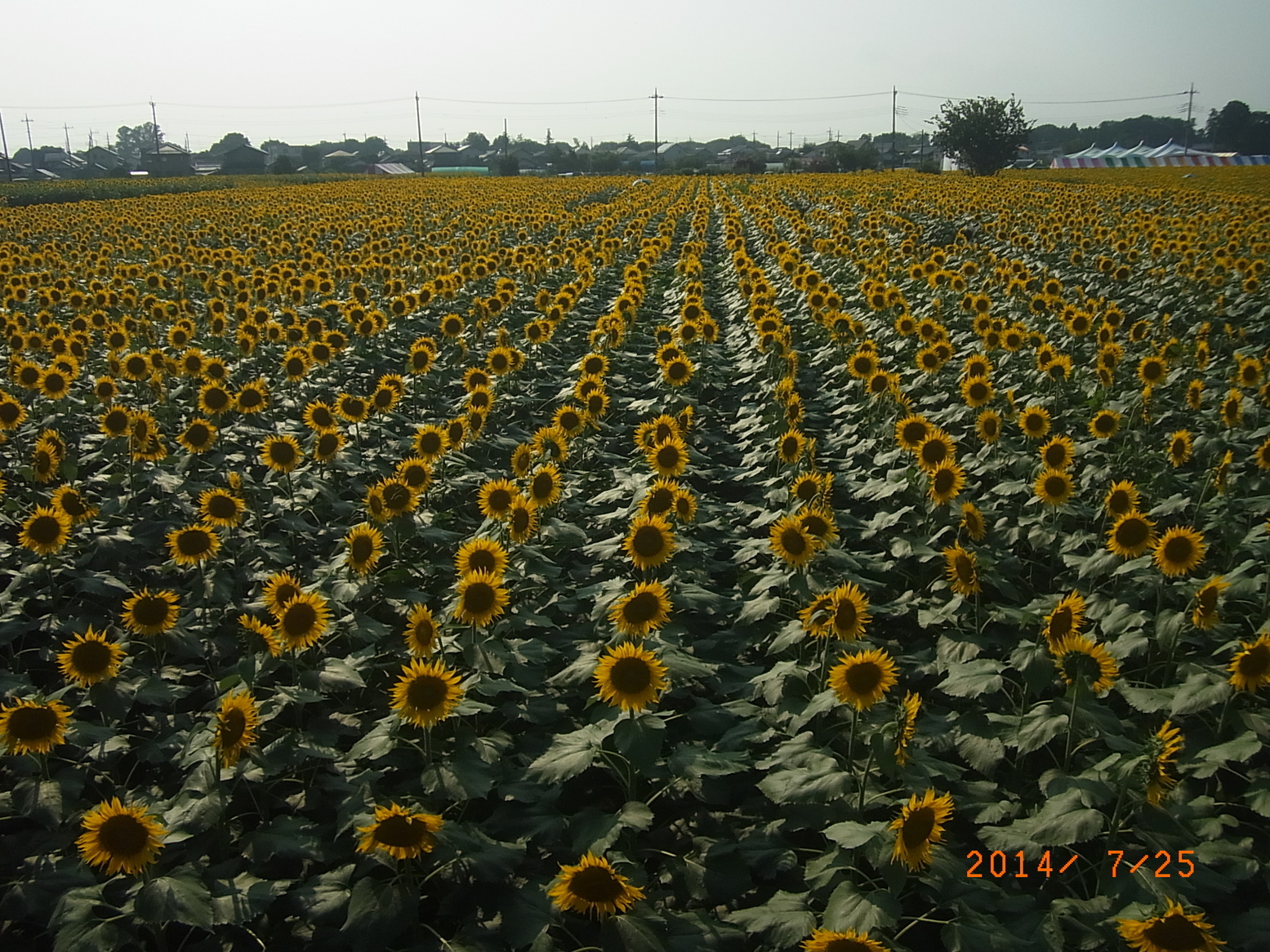 ���Ƃ�̑����Ĉ���Ŏd�����āI