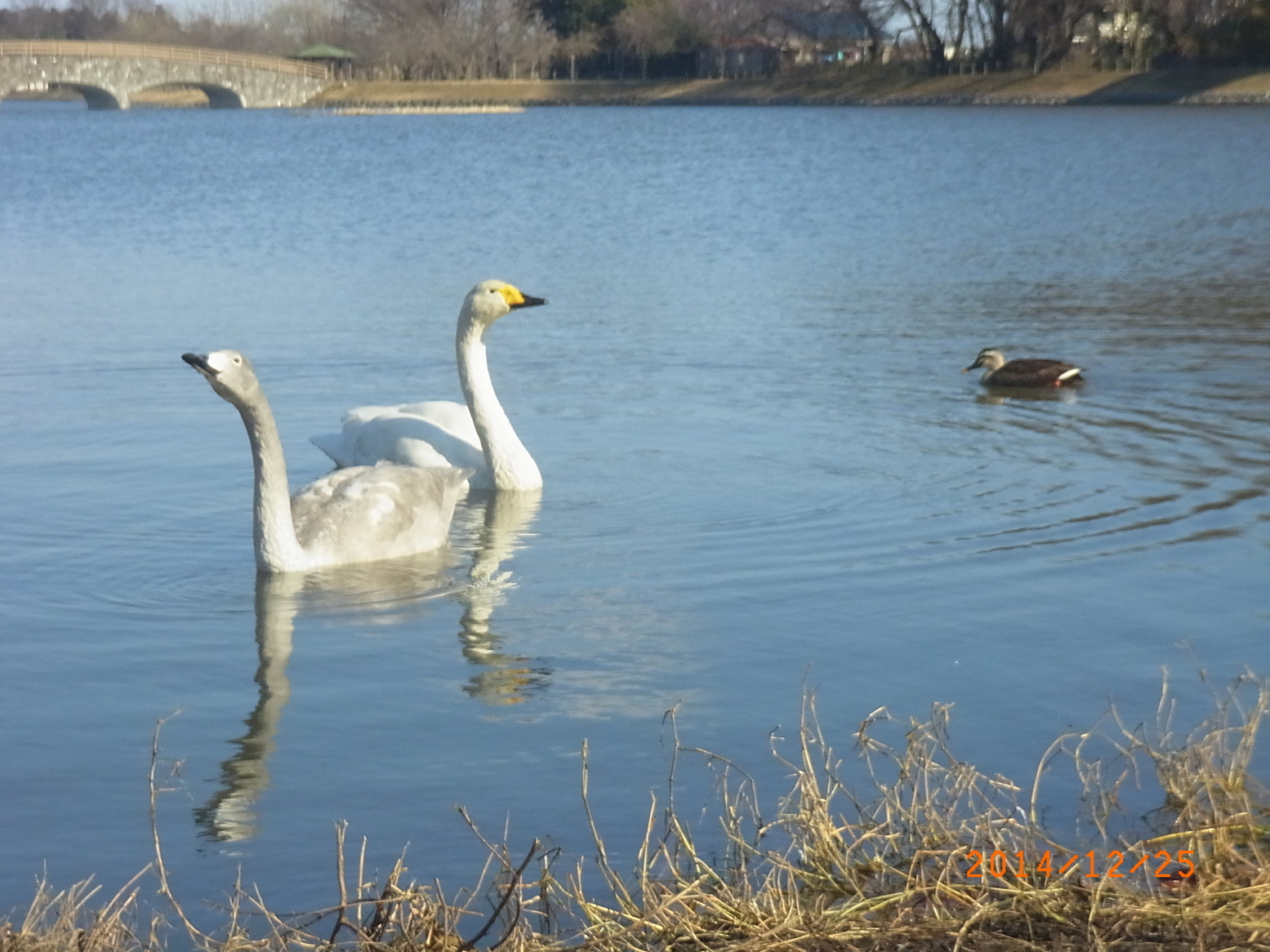 ���Ƃ�̑����Ĉ���Ŏd�����āI