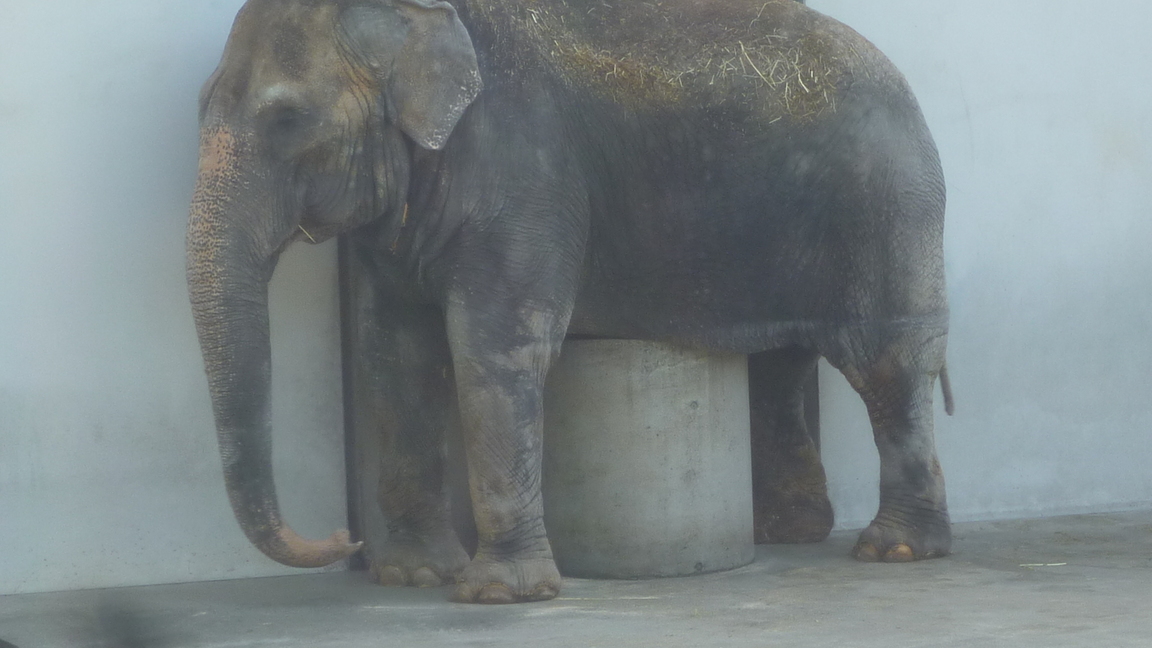 ���Ƃ�̑����Ĉ���Ŏd�����āI