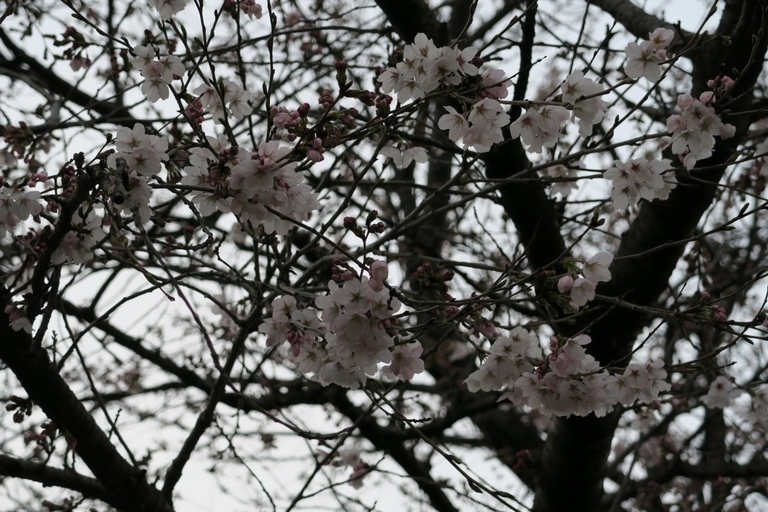 �Ƃ��邨�َq������̃u���O