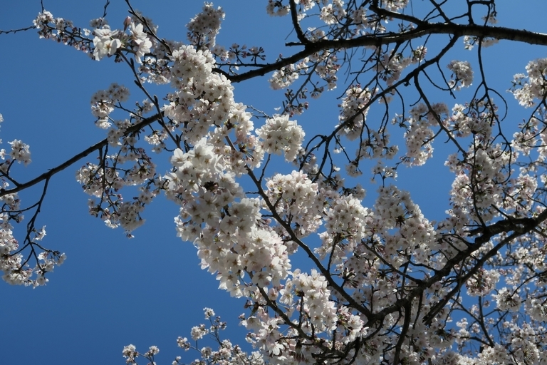 �Ƃ��邨�َq������̃u���O