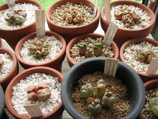 �݂�=^�E�E^=�̂܂��ɂ��x����