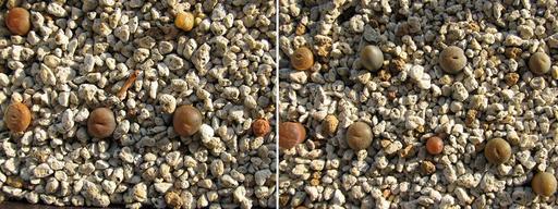 �݂�=^�E�E^=�̂܂��ɂ��x����