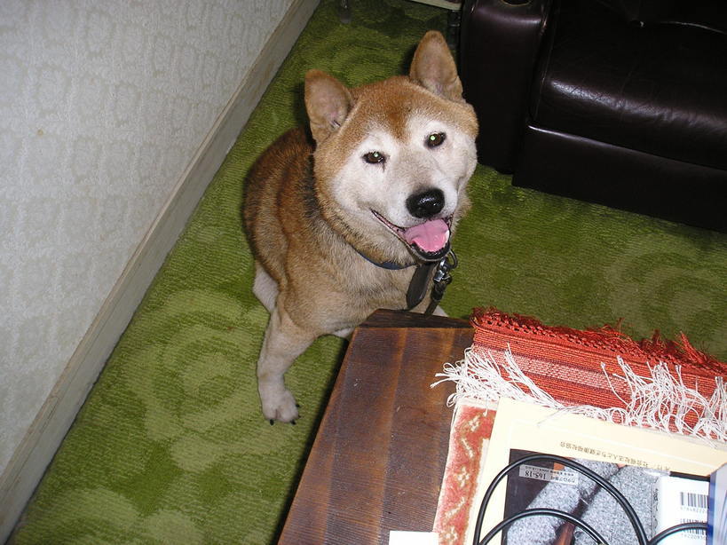 Shizuko�̕���