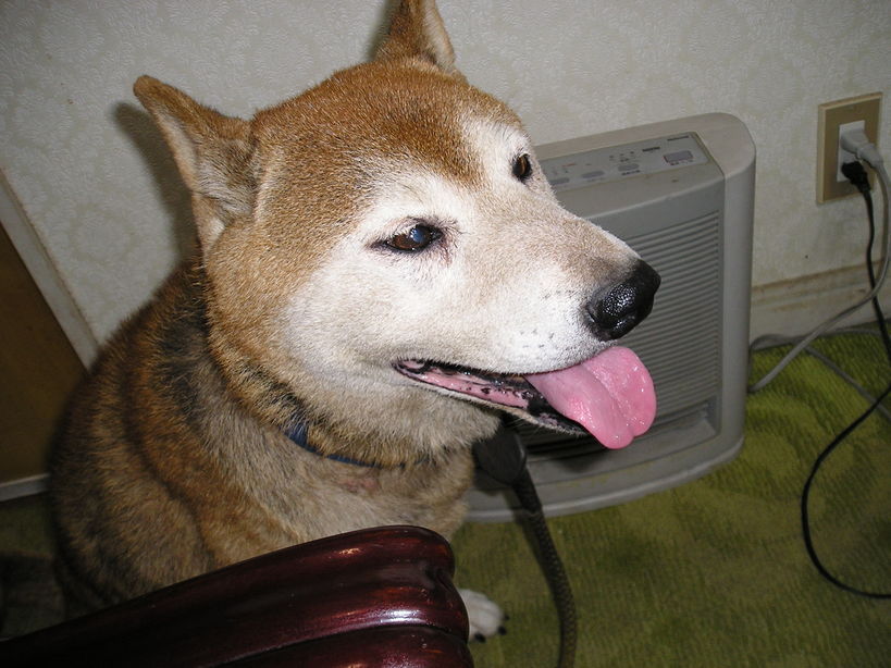 Shizuko�̕���