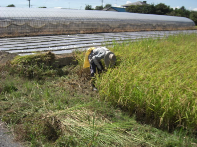 �~�l�����t�@�[�������� 