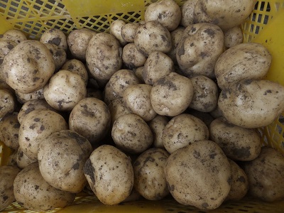 �������тƁ^�y�v�җL�q(�ӂ��키��)