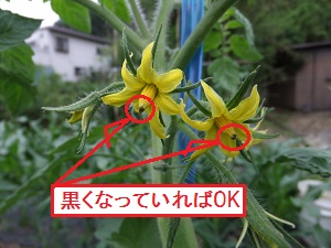 �������тƁ^�y�v�җL�q(�ӂ��키��)