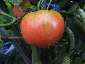 �������тƁ^�y�v�җL�q(�ӂ��키��)