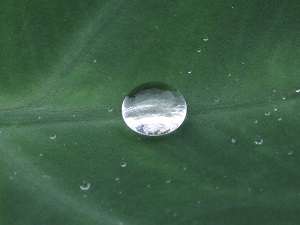 �������тƁ^�y�v�җL�q(�ӂ��키��)