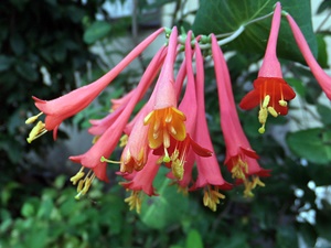 �������тƁ^�y�v�җL�q(�ӂ��키��)