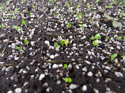 �������тƁ^�y�v�җL�q(�ӂ��키��)