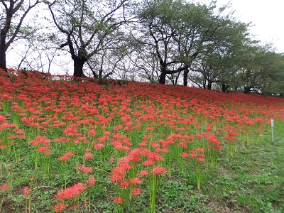 �������тƁ^�y�v�җL�q(�ӂ��키��)