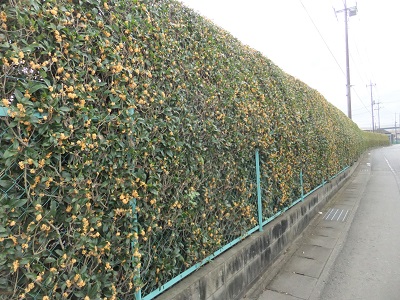 �������тƁ^�y�v�җL�q(�ӂ��키��)