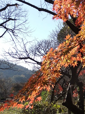 �������тƁ^�y�v�җL�q(�ӂ��키��)