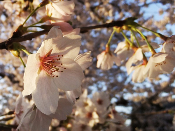 �������тƁ^�y�v�җL�q(�ӂ��키��)