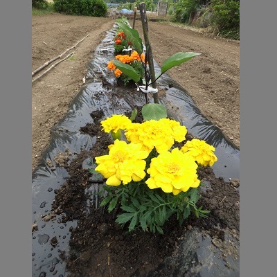 �������тƁ^�y�v�җL�q(�ӂ��키��)