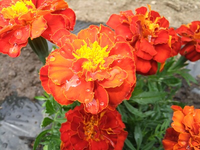 �������тƁ^�y�v�җL�q(�ӂ��키��)