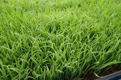 �������тƁ^�y�v�җL�q(�ӂ��키��)