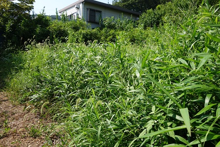 �������тƁ^�y�v�җL�q(�ӂ��키��)