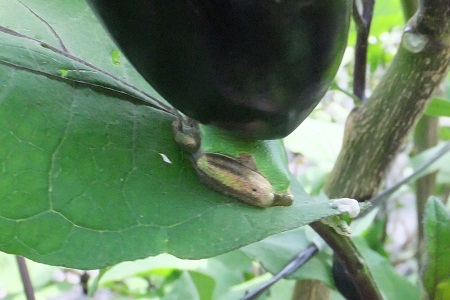 �������тƁ^�y�v�җL�q(�ӂ��키��)