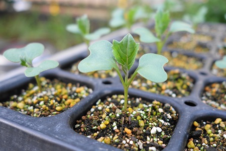 �������тƁ^�y�v�җL�q(�ӂ��키��)