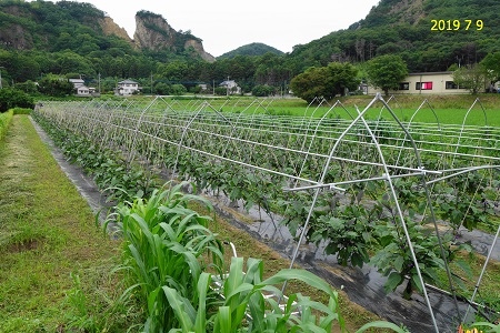 �������тƁ^�y�v�җL�q(�ӂ��키��)