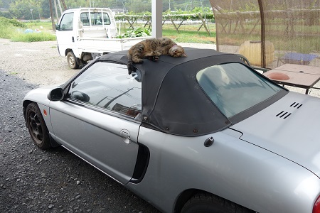 �������тƁ^�y�v�җL�q(�ӂ��키��)