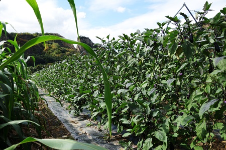 �������тƁ^�y�v�җL�q(�ӂ��키��)