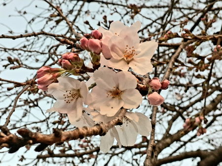 �������тƁ^�y�v�җL�q(�ӂ��키��)