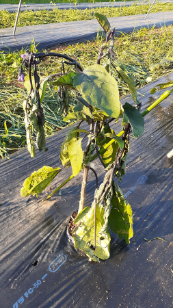 �������тƁ^�y�v�җL�q(�ӂ��키��)