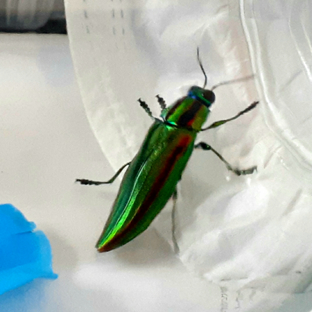 �������тƁ^�y�v�җL�q(�ӂ��키��)