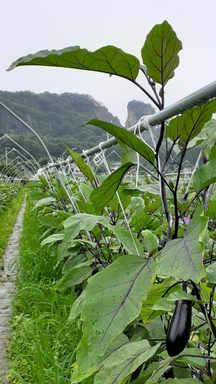 �������тƁ^�y�v�җL�q(�ӂ��키��)