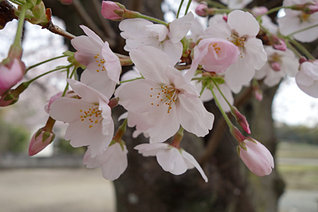 �������тƁ^�y�v�җL�q(�ӂ��키��)