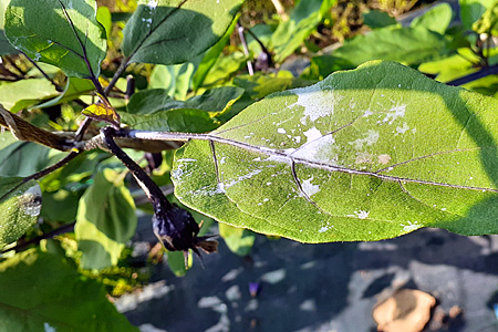 �������тƁ^�y�v�җL�q(�ӂ��키��)