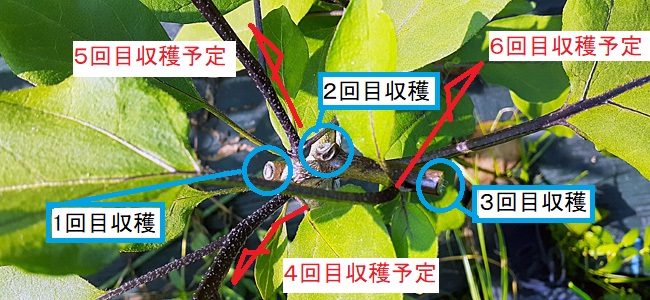 �������тƁ^�y�v�җL�q(�ӂ��키��)