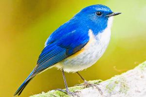 �������тƁ^�y�v�җL�q(�ӂ��키��)