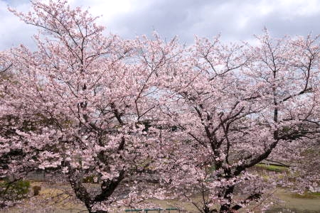 �������тƁ^�y�v�җL�q(�ӂ��키��)