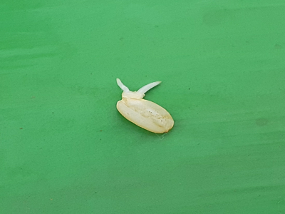 �������тƁ^�y�v�җL�q(�ӂ��키��)