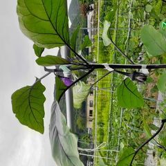 �������тƁ^�y�v�җL�q(�ӂ��키��)