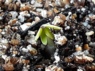 �������тƁ^�y�v�җL�q(�ӂ��키��)