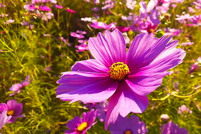 �������тƁ^�y�v�җL�q(�ӂ��키��)