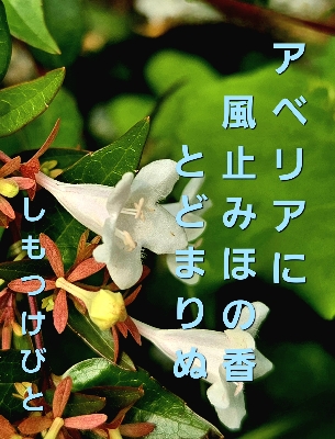тƁ^yvҗLq(ӂ키)
