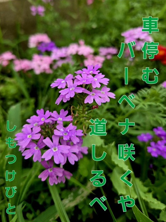 o[xiyށQKr2025/07/18iтƁ^yvҗLq(ӂ키)j